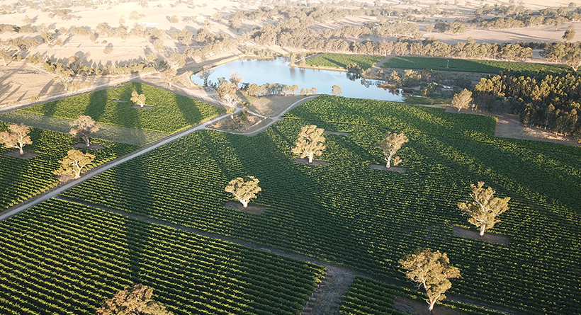 Stage Door Wine Co Vineyard